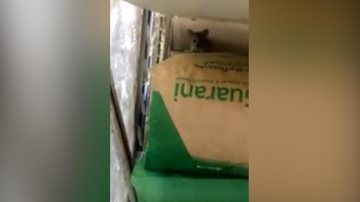 Clientes flagraram infestação de ratos no interior de mercado em Praia Grande Clientes flagram infestação de ratos em mercado de Praia Grande: “Tinha uns dez” - Imagem: reprodução