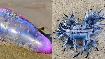 Caravela-portuguesa e Dragão Azul são rivais nos mares Caravela-portuguesa e Dragão Azul - Reprodução Costa Norte
