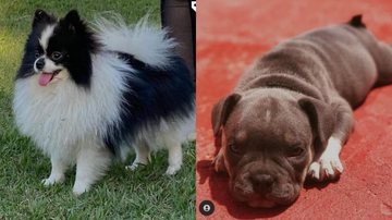 Cachorros das raças Lulu da Pomerania e American Bully foram recuperados pelas tutoras Lulu da Pomerania e American Bully Cachorros das raças Lulu da Pomerania e American Bully - Reprodução redes sociais