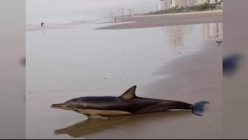 Golfinho de aparição rara é encontrado morto em Praia Grande  Golfinho morto em praia do ocean em Praia Grande - Foto: PG NO AR