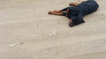 Minutos depois os animais foram levados por uma ONG Cachorros sequestrados são abandonados na rua e homem faz publicação para encontrar os donos Dois cachorros abandonados na rua - Reprodução/Redes sociais