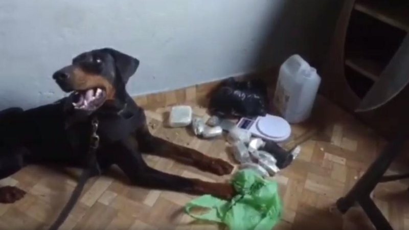 Cão farejador encontra drogas em Santos (SP) | Vídeo - Reprodução: Júnior Martins
