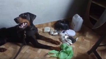 Cão farejador encontra drogas em Santos (SP) | Vídeo - Reprodução: Júnior Martins
