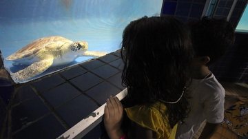 Aquário de Santos  Duas crianças trocando olhares com uma tartaruga marinha dentro do aquário - Divulgação/Prefeitura de Santos