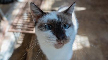 Serão cinco gatos disponíveis para adoção Bertioga realiza feira de adoção de animais durante o feriado Gato branco com uma mancha marrom no rosto e olhos azuis - Divulgação/Prefeitura de Bertioga