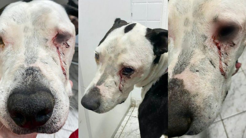 Cachorro com lagrimas de sangue é resgatado em Cubatão  Cachorro com lagrima de sangue escorrendo em sua face - Portal Costa Norte