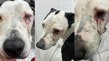 Cachorro com lagrimas de sangue é resgatado em Cubatão  Cachorro com lagrima de sangue escorrendo em sua face - Portal Costa Norte