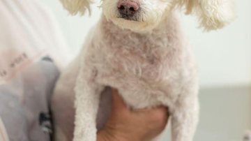 Cãozinho em atendimento Conheça como identificar e prevenir o câncer de mama no seu pet Cãozinho em atendimento no Hospital Veterinário Taquaral - Divulgação/Hospital Veterinário Taquaral
