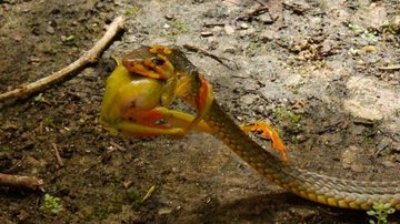 Cobra-cipó pulou de árvore e abocanhou um sapo antes de desaparecer Veranista encontra cobra no quintal de casa do litoral de SP: "Fiquei apavorada" Cobra-cipó no chão com sapo na boca - Eric Lemos Krüger