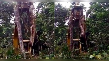 Cobra descomunal é gravada e vira fake news em Praia Grande  Cobra gigante em cima da retroescavadeira - Reprodução/redes sociais