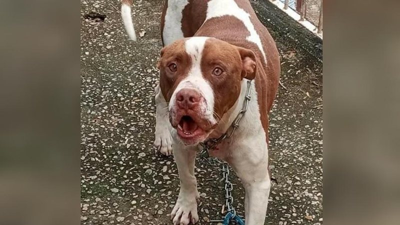 Animal está sendo cuidado por vizinhos até encontrar um adotante  Imagem do pitbull branco e marrom olhando para a camera - Reprodução\Facebook