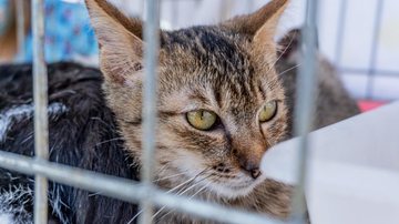 Feira de adoção Feira de adoção retoma atividades presenciais em Bertioga Animais para adoção - Divulgação/Prefeitura de Bertioga
