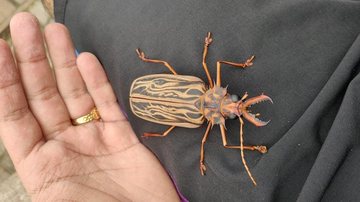 Estudante de medicina veterinária se espantou ao encontrar segundo maior besouro do mundo no litoral norte. "Maior besouro que já vi" Turista encontra besouro gigante, raramente avistado no litoral de SP - Imagem: acervo pessoal / Nycolas Lagareiro