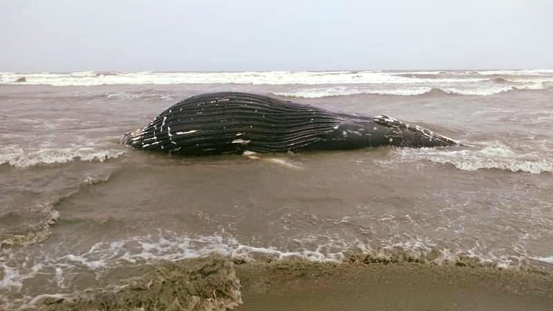 Baleia é encontrada morta presa em rede de pesca em Peruíbe - Foto: Divulgação - Biopesca