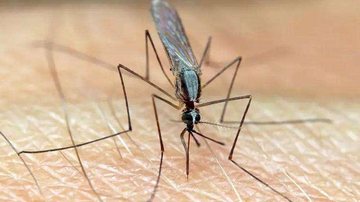 Vacina age contra o parasita (Plasmodium falciparum) transmitido pelo mosquito mais mortal do mundo e frequente na África Decisão histórica: OMS libera 1ª vacina contra a Malária Mosquito preto pousando sobre a pele humana - Pixabay/Reprodução