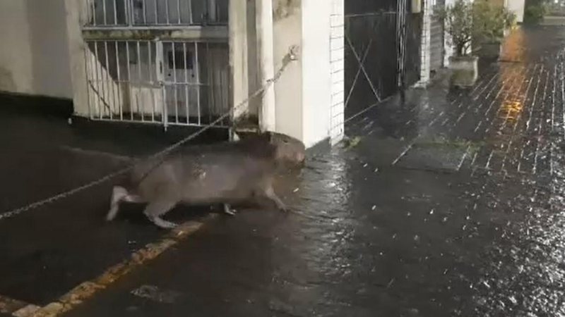 Capivara é flagrada passeando em rua comercial de Guarujá | VÍDEO - Foto: Reprodução Jefferson Laurentino