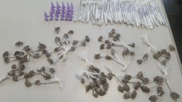 Foram apreendidas cerca de 150 porções de drogas 'Casa bomba' é descoberta pela Polícia Civil em Praia Grande Drogas apreendidas - Divulgação/Polícia Civil
