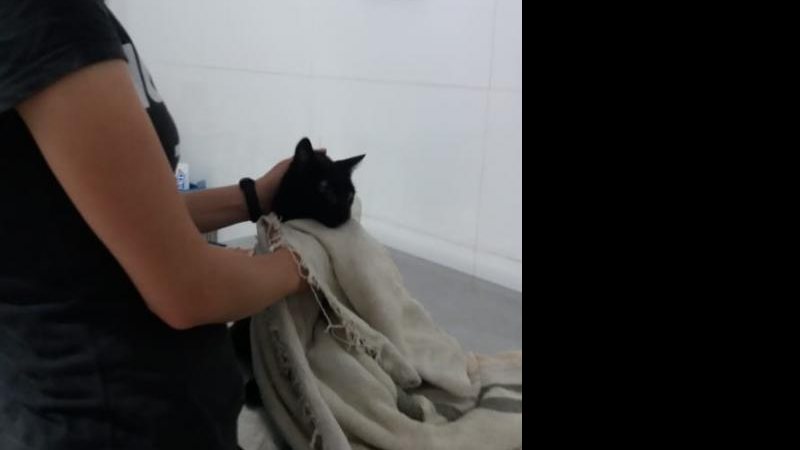 Guardas resgatam gatinha após atropelamento Gata sendo tratada por uma mulher da ONG que a acolheu após o acidente - Divulgação/Prefeitura de Santos