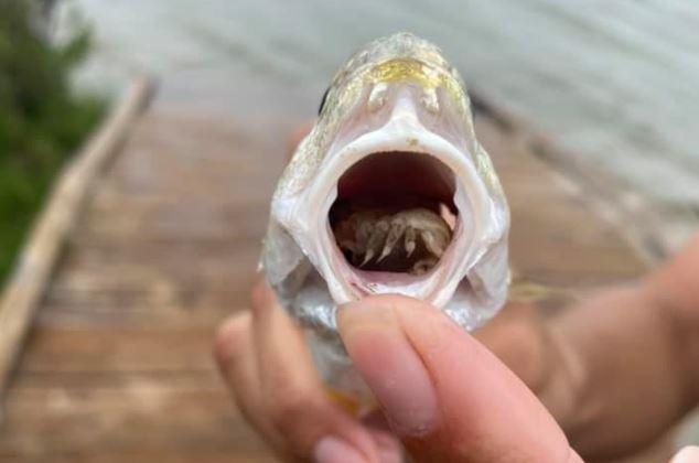 Apesar de assustador, parasita não mata o peixe nem oferece risco para seres humanos Peixe é encontrado com parasita raro que ocupa lugar da língua após comê-la - Imagem: Parque Estadual de Galveston