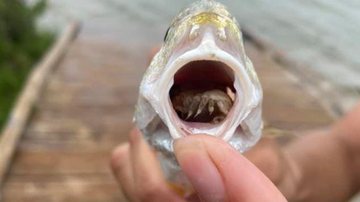 Apesar de assustador, parasita não mata o peixe nem oferece risco para seres humanos Peixe é encontrado com parasita raro que ocupa lugar da língua após comê-la - Imagem: Parque Estadual de Galveston