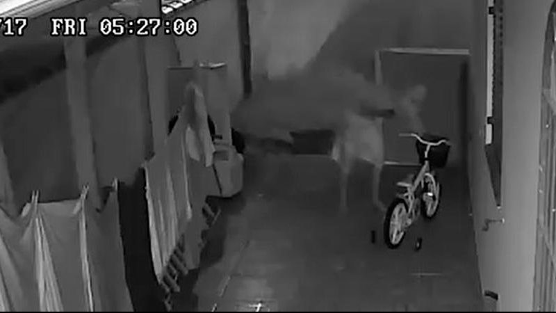 Ladrão escolhe o que levar em furto a residência Ladrão chupa-cabra: homem é flagrado roubando residência em Peruíbe (SP) - Imagem: Reprodução Facebook - Maah Pio