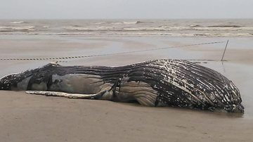 Instituto Biopesca constatou que o animal era um macho Baleia com mais de 7m amanhece encalhada no litoral de SP Baleia jubarte encalhada na areia da praia de Itanhaém - Reprodução