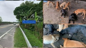 Animais desnutridos moram embaixo de ponte em Bertioga - Reprodução/Facebook