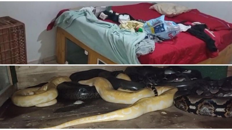 Com cobras debaixo da cama, casal vai preso por tráfico de animais no litoral - Imagens: Divulgação PM Ambiental