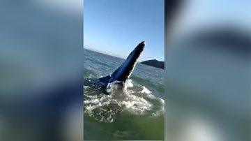 Calda da baleia quase atinge o barco Susto e emoção: em um barco, família é surpreendida por baleia em Ubatuba (SP) - Foto: Reprodução Facebook