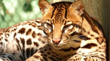 jaguatirica (Leopardus pardalis) Câmeras flagram Jaguatirica e filhote no Parque das Neblinas - Foto: Divulgação pesm/Arquivo
