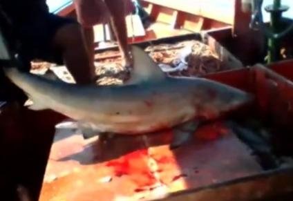 Homem quase tem perna arrancada por tubarão durante pescaria ilegal no litoral Tubarão dentro do barco, com sangue em volta - Reprodução