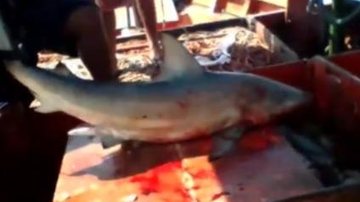 Homem quase tem perna arrancada por tubarão durante pescaria ilegal no litoral Tubarão dentro do barco, com sangue em volta - Reprodução