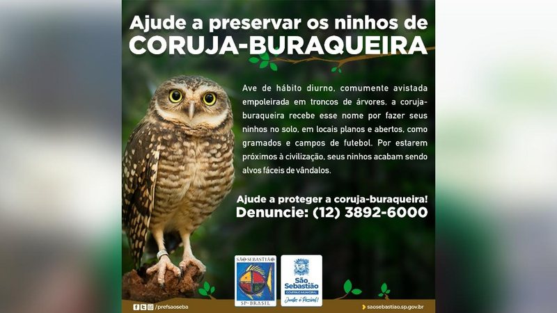 Coruja-buraqueira é alvo de vândalos no Litoral Norte de São Paulo - Divulgação