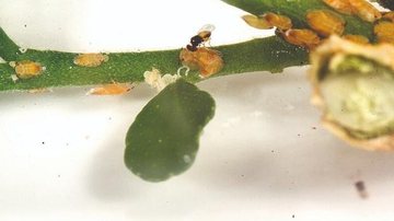 vespinhas se alimentam de ovos - Fundecitrus