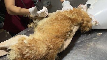 Vitorio passando por tratamento veterinário na clínica CRV  Veterinária tosando o cachorro deitado - Portal Costa Norte