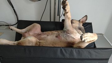 Spaike foi atropelado e fraturou a coluna Em São Sebastião (SP), cachorro fratura coluna e dona pede ajuda na internet para bancar cirurgia - Foto: Divulgação