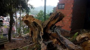 Acidente aconteceu por volta das 11h45 Idoso de 78 anos morre ao ser atingido por árvore em São José Imagem ilustrativa de uma árvore caída no chão - Divulgação/Imagem ilustrativa