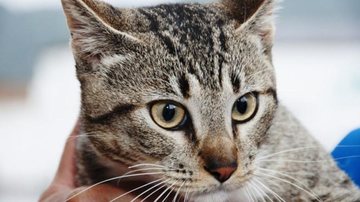 Bem-Estar Animal e Zoonoses Ubatuba cria nova diretoria de Bem-Estar Animal e Zoonoses Bem-Estar Animal e Zoonoses em Ubatuba - Divulgação/Prefeitura de Ubatuba