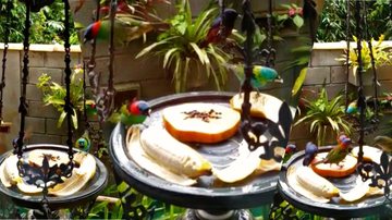 Pássaros ficam amigos de turista do Rio de Janeiro e pedem comida todas as manhãs  Diversos pássaros comendo no quintal do turista - Arquivo Pessoal
