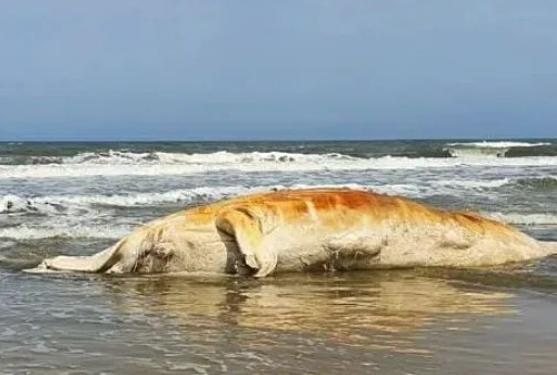 Baleia jubarte foi encontrada já em estado de decomposição pelo Instituto Biopesca Baleia com quase 8 metros é encontrada encalhada na praia de Santos Baleia jubarte em estado de composição - Divulgação