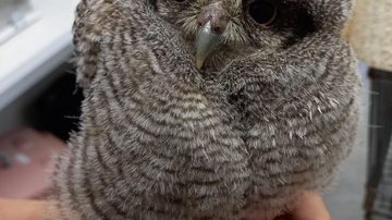 Corujas dessa espécie são ativas tanto durante o dia quanto de noite Filhote de coruja e família de patos são encontrados em Guarujá Coruja na mão de uma pessoa - Divulgação/Prefeitura de Guarujá