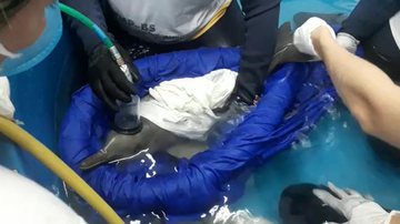 Animal ficou em um tanque próprio para acompanhamento de sua evolução de saúde Filhote de toninha machucado e debilitado é resgatado com vida em Guarujá - Divulgação Polícia Militar Ambiental