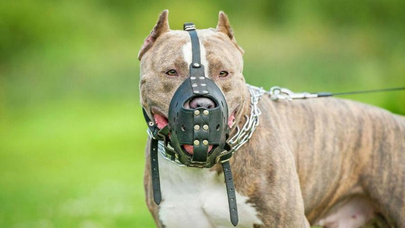 Cães de raças notoriamente violentas só podem ser levados em vias públicas com a utilização de guia curta de condução e focinheira, segundo a Lei Moradora relata pitbull sem focinheira e coleira nas ruas de Maresias (SP): “Muitas crianças nas ruas” cachorr - Foto: Divulgação