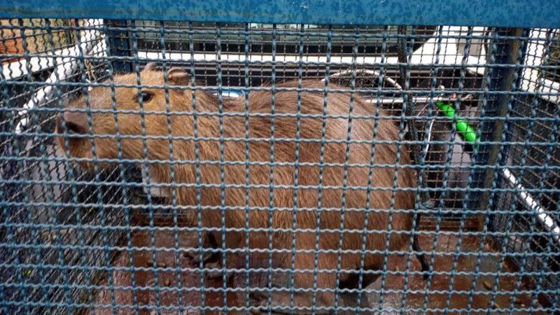 Capivara morde joelho de morador após invadir residência  Capivara - Divulgação