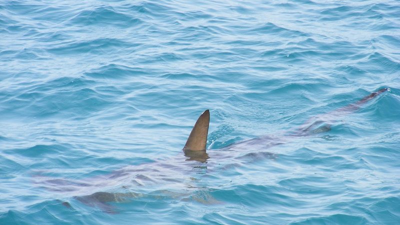 Tubarões viram alvos de boatos no litoral de SP  fOTO DE UMA BARBATANA DE UM TUBARÃO NO MAR - Imagem Ilustrativa por Pixabay