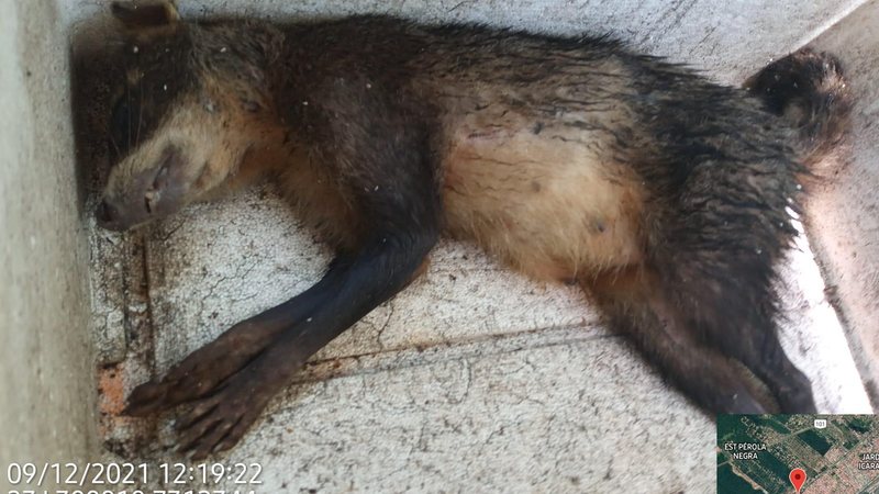 Guaxinim morre ao ser atacado por cães, no litoral (SP) - Reprodução Thiago Malpighi