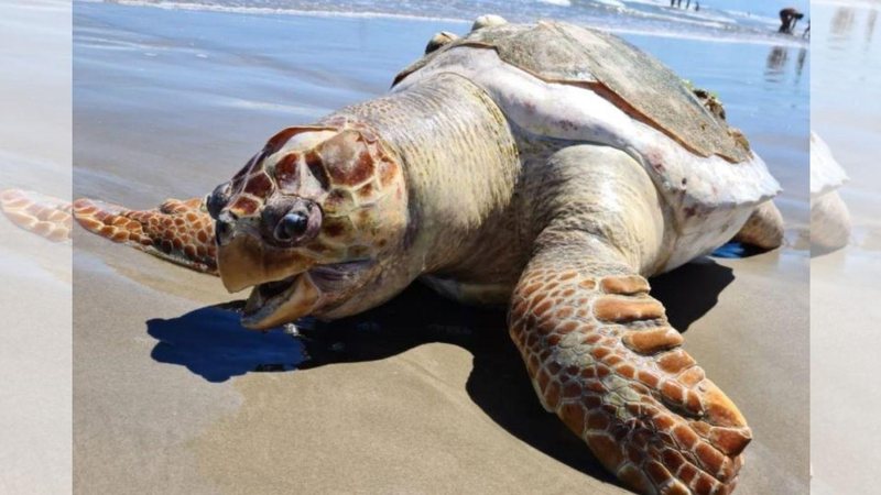 Tartaruga de 100 kg foi encontrada morta nas areias da praia do bairro Maracanã, em Praia Grande Banhistas encontram tartaruga de 100 kg morta em Praia Grande tartaruga gigante morta na areia da praia - Reprodução/Guarda Costeira PG