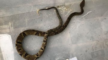Jararaca é resgatada após ser encontrada por turistas em casa de veraneio em Caraguá Em Caraguatatuba (SP), turista chega em casa de veraneio e encontra... uma cobra venenosa! cobra no quinta da casa de veraneio em caraguatatuba - Foto: Polícia Ambiental
