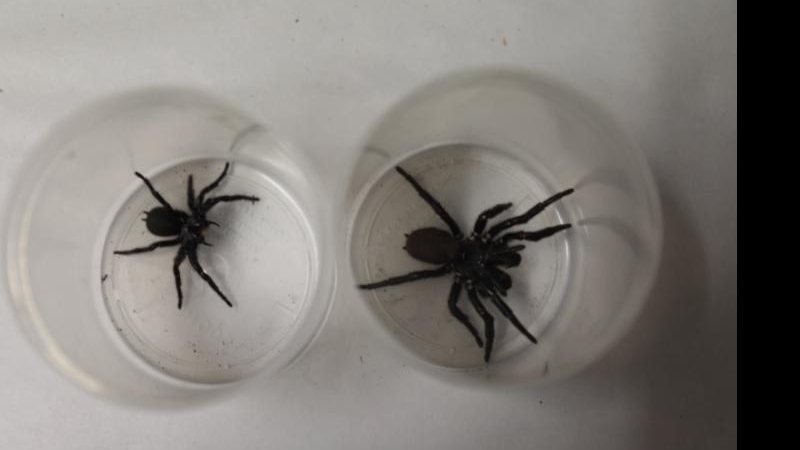 Mega-aranha encontrada (à dir.) tem quase o dobro de aranha com tamanho médio da espécie (à esq.) Comparativo - “De que pesadelos são feitos”: parque encontra aranha descomunal que pode matar criança em 15 minutos - Imagem: Reprodução / Australian Reptile Park