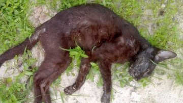 Gato é envenenado no bairro Perequê-Mirim em Caraguatatuba (SP) Morte de 15 gatos por envenenamento será investigada pela Polícia Civil de Caraguatatuba (SP) gato morto sobre a grama - Foto: Divulgação Redes Sociais